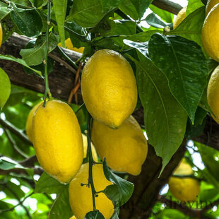 Citrónovník štepený Toscana 20/40 cm, v črepníku Citrus