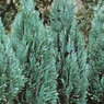 Columnaris