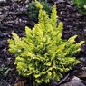Coralliformis Aurea