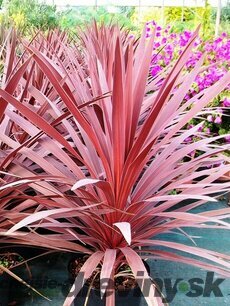 Cordylina