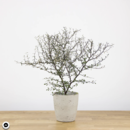 Corokia