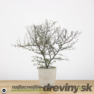 Corokia skalníková v črepniku výška 15/20 cm Corokia cotoneaster