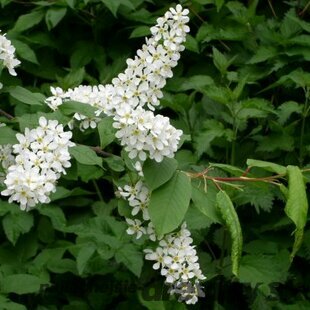 Čremcha obyčajná, výška 80/100cm, v črepníku Prunus padus