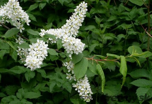 Čremcha obyčajná, výška 80/100cm, v črepníku Prunus padus