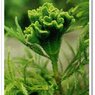 Cristata