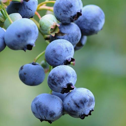 Čučoriedka Bluecorp 30/50 cm, v kvetináči 2l Vaccinium corymbosum Bluecorp