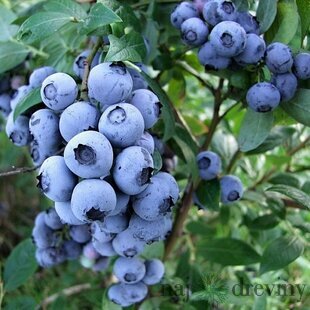 Čučoriedka Bluegold 15/20 cm, v kvetináči Vaccinium corymbosum Bluegold