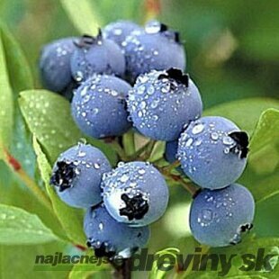 Čučoriedka Brigitta, v kvetináči Vaccinium corymbosum Brigitta