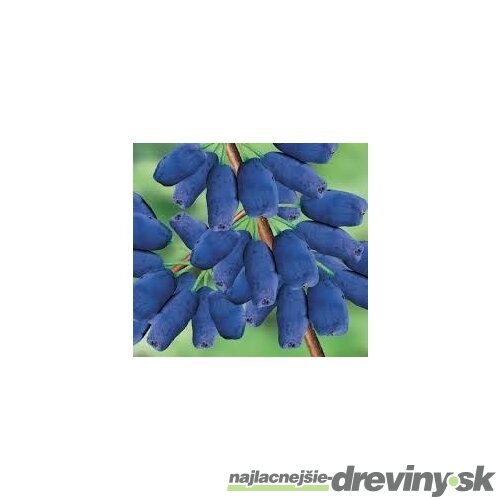 Čučoriedka kamčatská, výška 55/75 cm, v črepníku Lonicera kamtschatica