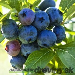 Čučoriedka kanadská ´ELISABETH´, výška 40/50 cm, v črepníku 2l Vaccinium corymbosum Darrow