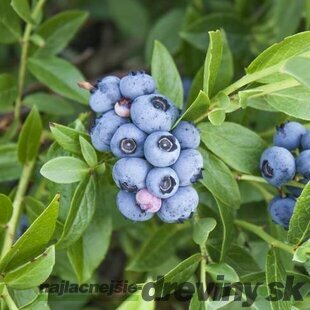 Čučoriedka kanadská´ Emblue´, výška 65/75 cm, v črepníku Vaccinium corymbosum ‘Emblue‘