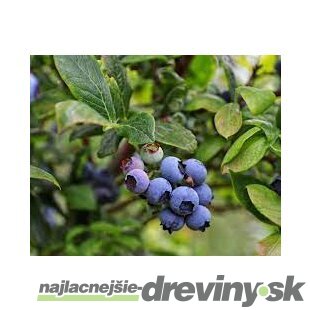 Čučoriedka kanadská ´Hannah‘s Choice´, výška 40/50 cm, v črepníku 2l Vaccinium corymbosum Hannah‘s Choice