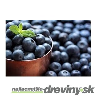 Čučoriedka kanadská ´PATRIOT´, výška 30/40 cm, v črepníku P11 Vaccinium corymbosum Patriot