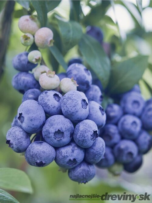 Čučoriedka kanadská ´Patriot´, výška 55/75 cm, v črepníku Vaccinium corymbosum Patriot