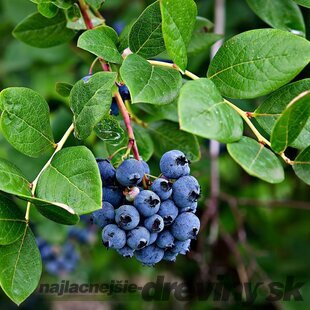 Čučoriedka kanadská´BLUECORP´, výška 60/80 cm, v črepníku 5l Vaccinium corymbosum Bluecorp