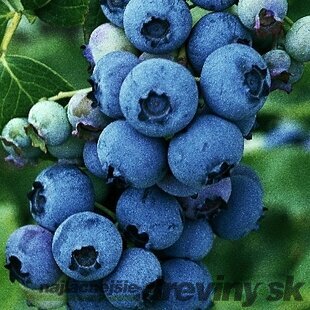 Čučoriedka Patriot 60/80 cm už bohato rodiaca, v kvetináči10l Vaccinium corymbosum Bluegold