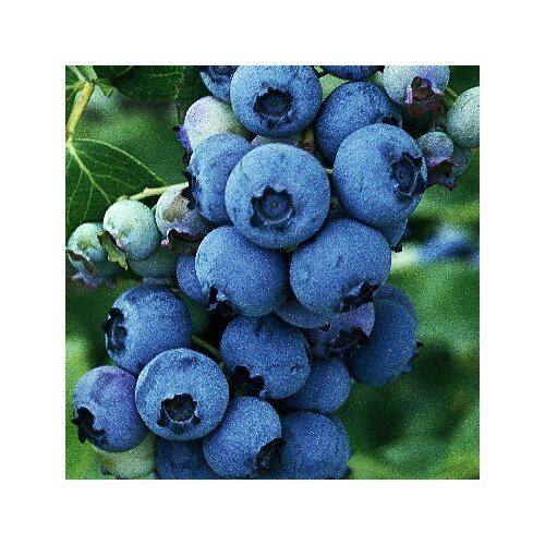 Čučoriedka Patriot 60/80 cm už bohato rodiaca, v kvetináči10l Vaccinium corymbosum Bluegold
