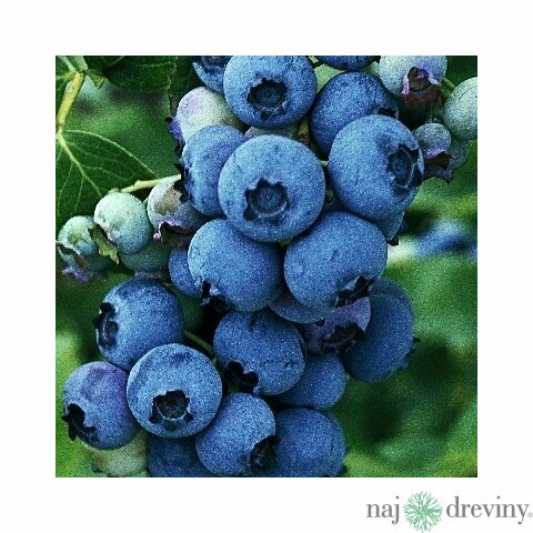 Čučoriedka Patriot 60/80 cm už bohato rodiaca, v kvetináči10l Vaccinium corymbosum Bluegold