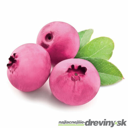 Čučoriedka Pink Lemonade (ružová), v črepníku Vaccinum corymbosum Pink Lemonade