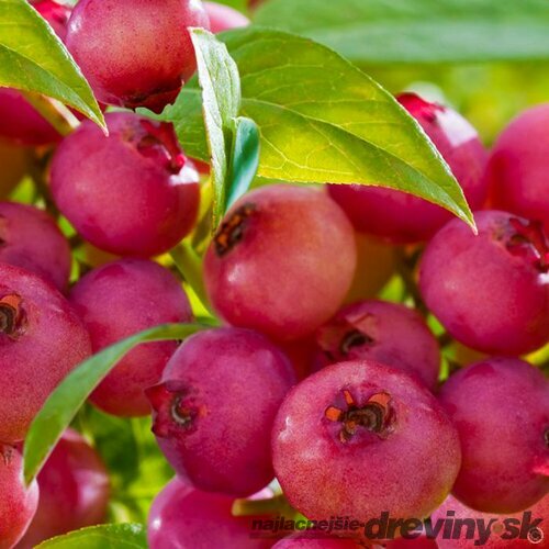 Čučoriedka veľkoplodá Pink Lemonade (ružová) 20/50 cm, v črepníku 1,5 l Vaccinium corymbosum Pink Lemonade