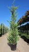 Cyprusovec Leylandský 300/400 cm v črepníku 35 l Cupressocyparis Leylandii