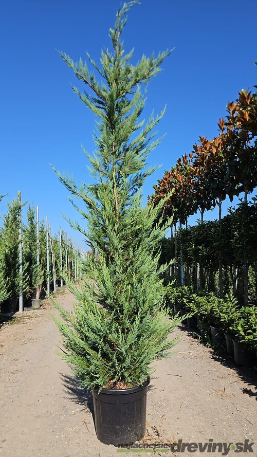 Cyprusovec Leylandský 300/400 cm v črepníku 35 l Cupressocyparis Leylandii