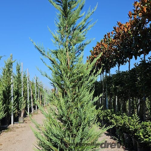 Cyprusovec Leylandský 300/400 cm v črepníku 35 l Cupressocyparis Leylandii