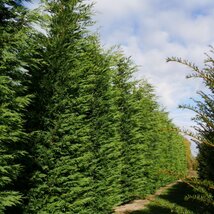Cyprusovec leylandský 60/80 cm, v črepníku 2,5l Cupressocyparis leylandii