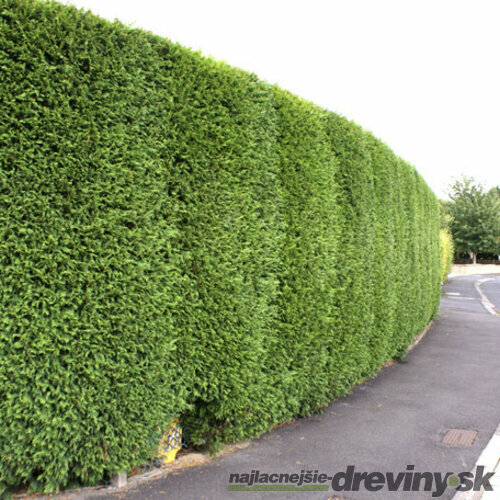 Cyprusovec leylandský 90/110 cm, v črepníku Cupressocyparis leylandii