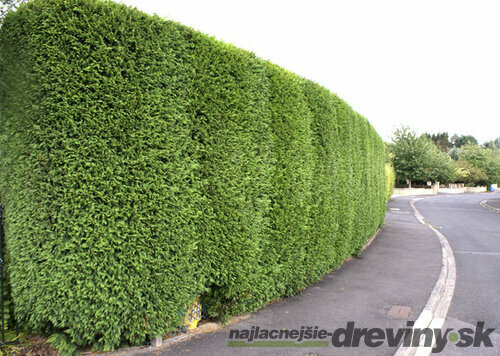 Cyprusovec leylandský 90/110 cm, v črepníku Cupressocyparis leylandii