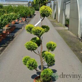 Cyprusovec leylandský bonsai, 120/150 cm, v črepníku Cupressocyparis leylandii Cast. Gold - Japan style