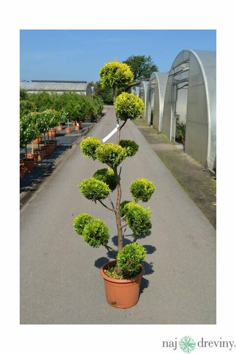 Cyprusovec leylandský bonsai, 120/150 cm, v črepníku Cupressocyparis leylandii Cast. Gold - Japan style