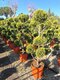 Cyprusovec leylandský bonsaj Pom Pom, výška 80/100 cm , v črepníku Cupressocyparis leylandii