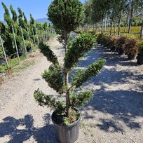 Cyprusovec leylandský “CLOUDS“ (japonský štýl), výška 100/125 cm, v črepníku Cupressocyparis leylandii