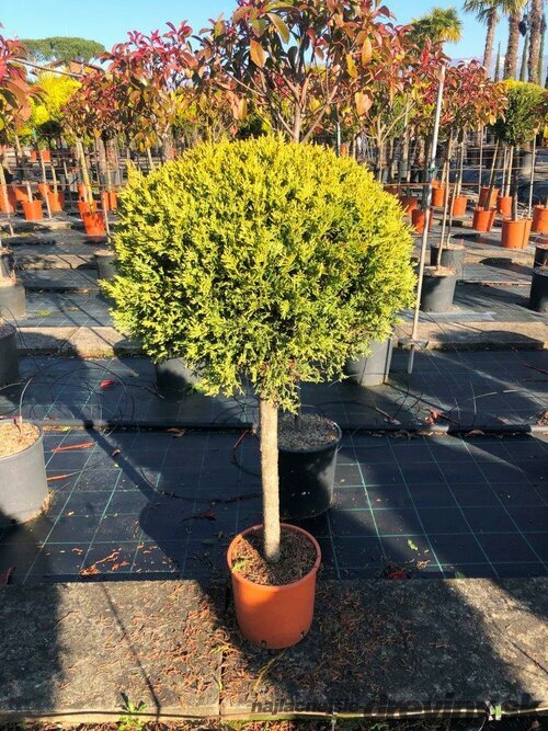 Cyprusovec leylandsky Gold guľa na kmienku, priemer 30/40 cm, výška kmienku 100/120 cm, v črepníku Cupressocyparis leylandii