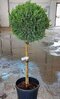Cyprusovec leylandský Gold Rider, na kmienku 30/40 cm, celková výška 100/120 cm, v črepníku Cupressocyparis leylandii Gold Rider