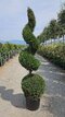 Cyprusovec leylandský guľa + špirála 200 cm v črepníku 40l Cupressocyparis Leylandii