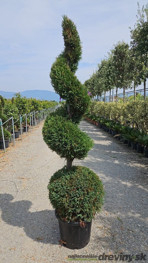 Cyprusovec leylandský guľa + špirála 200 cm v črepníku 40l Cupressocyparis Leylandii