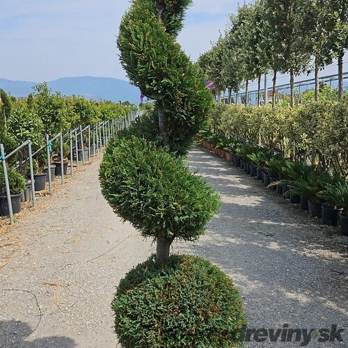 Cyprusovec leylandský guľa + špirála 200 cm v črepníku 40l Cupressocyparis Leylandii