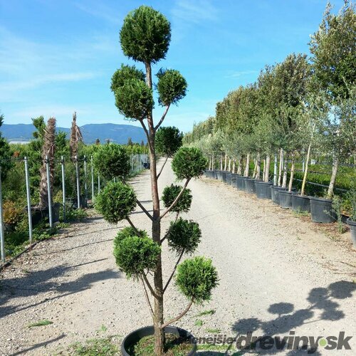 Cyprusovec leylandský Pom Pom bonsaj 180/200 cm, v črepníku Cupressocyparis leylandii Green