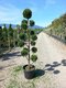 Cyprusovec leylandský Pom Pom bonsaj, výška 130/150 cm, v črepníku Cupressocyparis leylandii Pom Pom