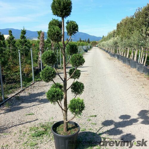 Cyprusovec leylandský Pom Pom bonsaj, výška 130/150 cm, v črepníku Cupressocyparis leylandii Pom Pom