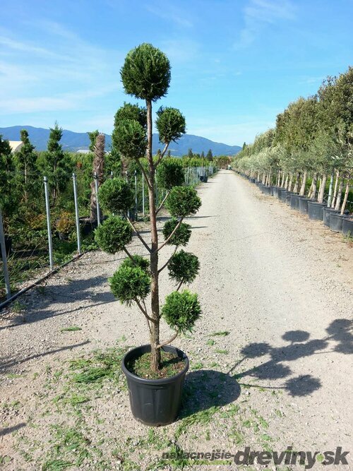 Cyprusovec leylandský Pom Pom bonsaj, výška 130/150 cm, v črepníku Cupressocyparis leylandii Pom Pom