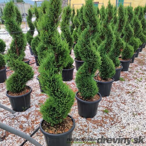 Cyprusovec leylandský špirála 250 cm, v črepníku Cupressocyparis leylandii Green