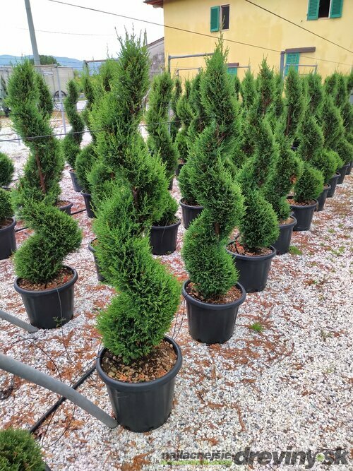 Cyprusovec leylandský špirála 250 cm, v črepníku Cupressocyparis leylandii Green
