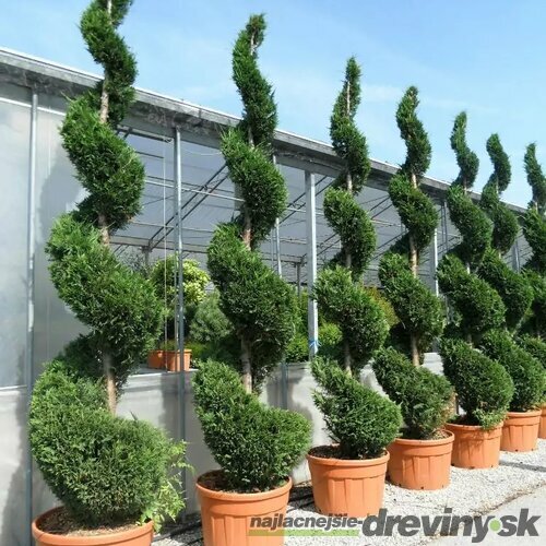 Cyprusovec leylandský špirála, výška 200/250 cm, v črepníku Cupressocyparis leylandii Green