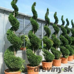 Cyprusovec leylandský špirála, výška 200/250 cm, v črepníku Cupressocyparis leylandii Green