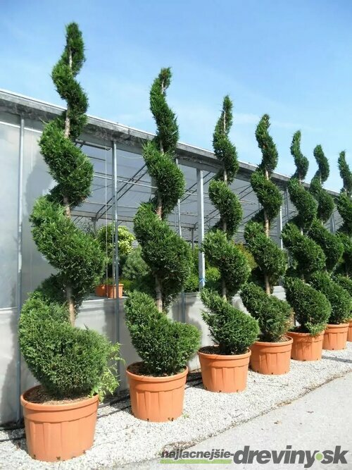 Cyprusovec leylandský špirála, výška 200/250 cm, v črepníku Cupressocyparis leylandii Green