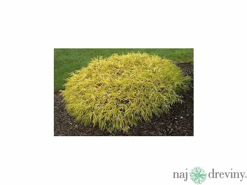 Cypruštek hrachonosný (Chamaecyparis Pisifera)
