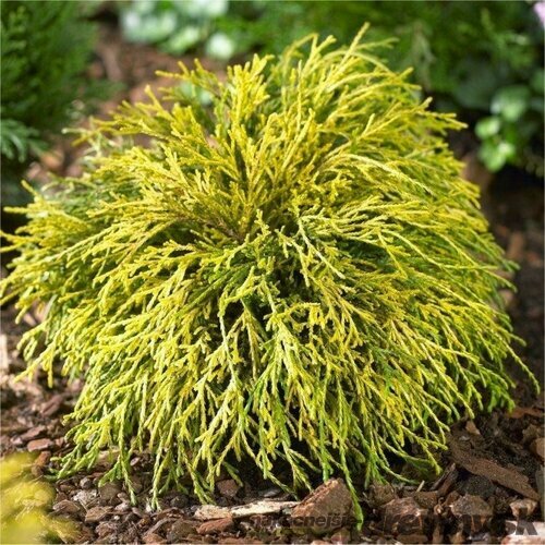 Cypruštek hrachonosný Sungold 20/30 cm, v črepníku Chamaecyparis pisifera Sungold